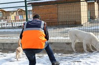 AFAD Afyonkarahisar Gönüllüleri sokak hayvanlarını beslediler